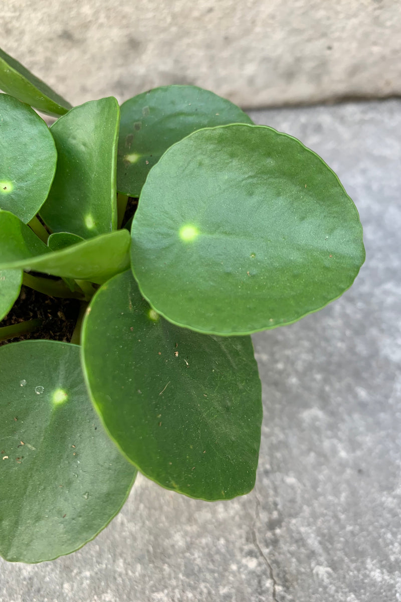 close up of coin shaped peperomia leaves