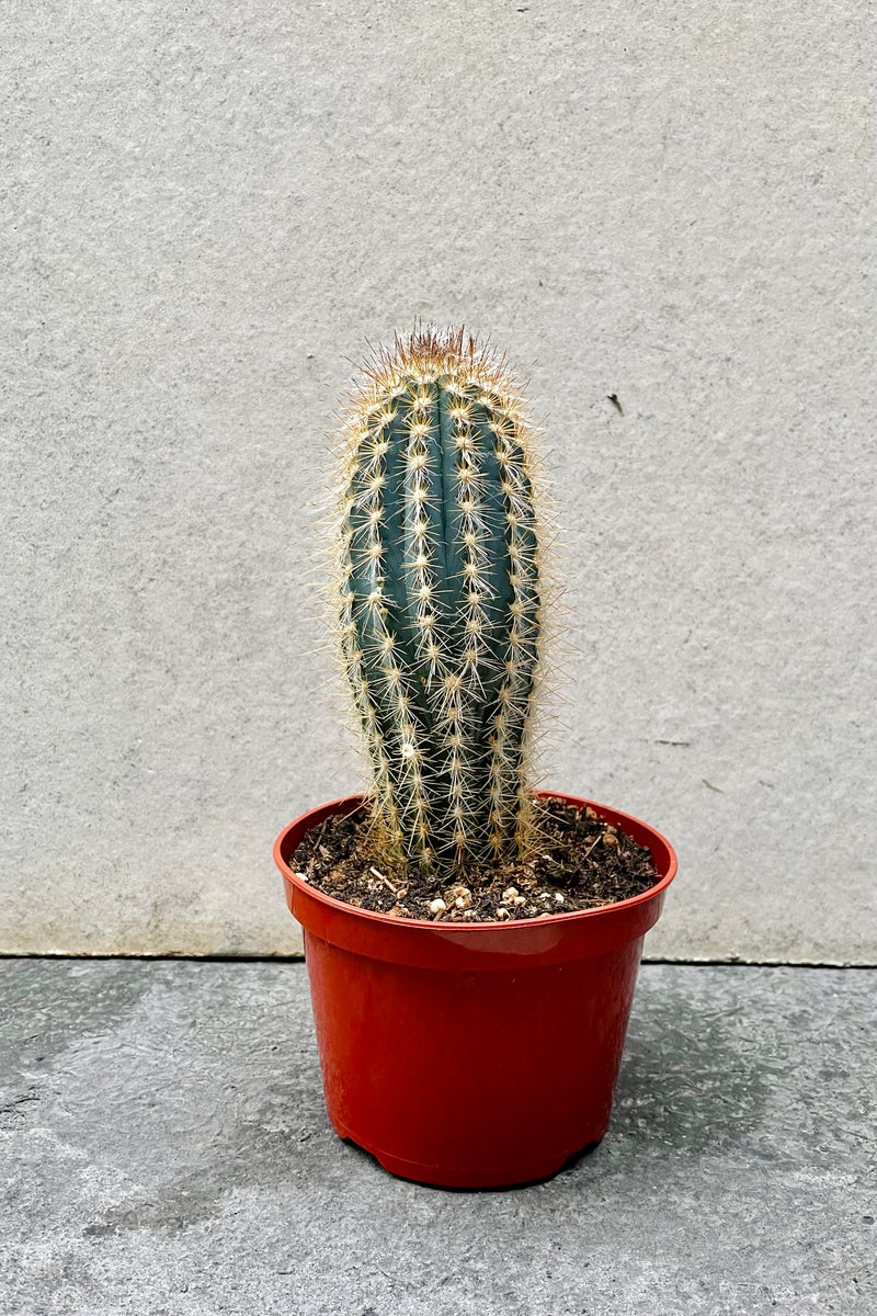 The Pilocereus braunii sits against a grey backdrop in a 5 inch pot.