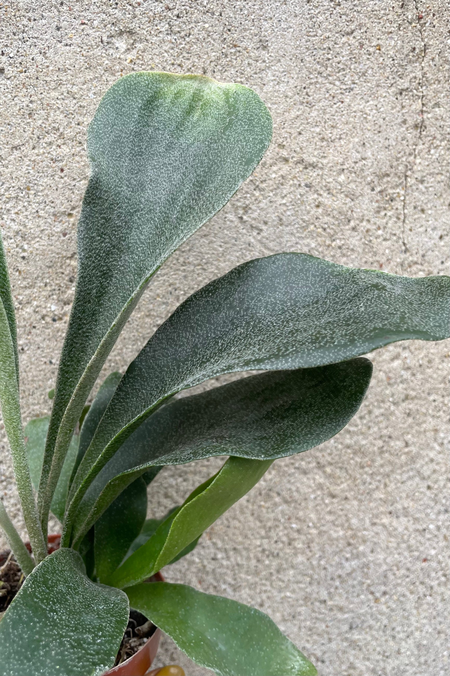 A detailed view of Platycerium "Staghorn fern" 3" against concrete backdrop ©Sprout Home