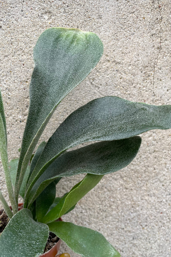A detailed view of Platycerium "Staghorn fern" 3" against concrete backdrop