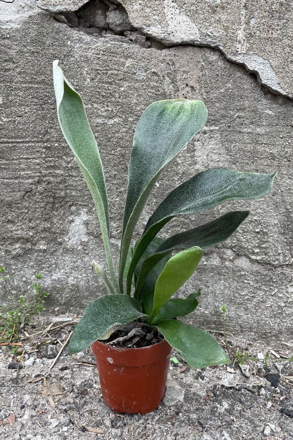 A full view of Platycerium "Staghorn fern" 3" in grow pot against concrete backdrop