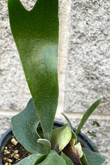 A detailed view of Platycerium "Staghorn fern" 4" against concrete backdrop