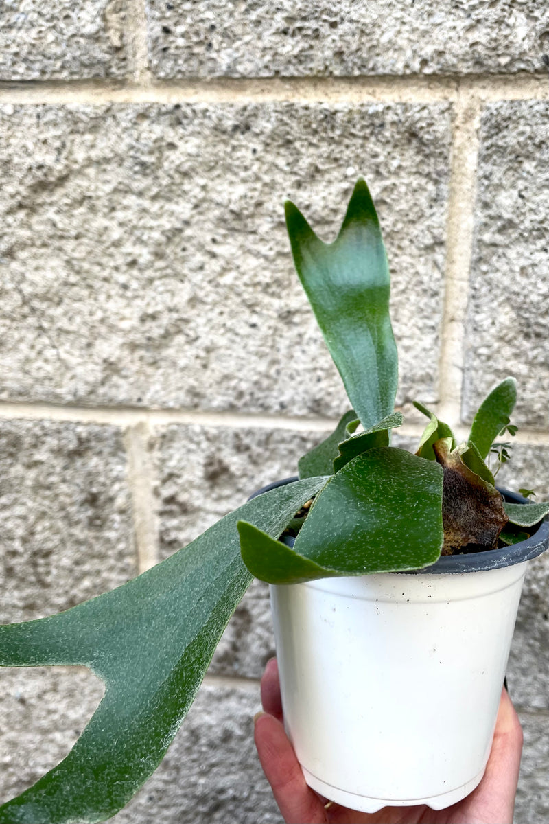 A hand holds Platycerium "Staghorn fern" 4" in grow pot against concrete backdrop