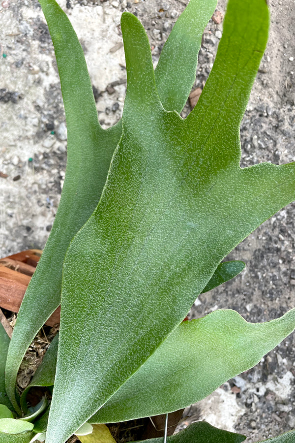 A close-up view of the leaves of 6" Platycerium "Staghorn Fern" against a concrete backdrop