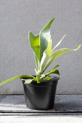 Platycerium "Staghorn Fern" in grow pot in front of grey background