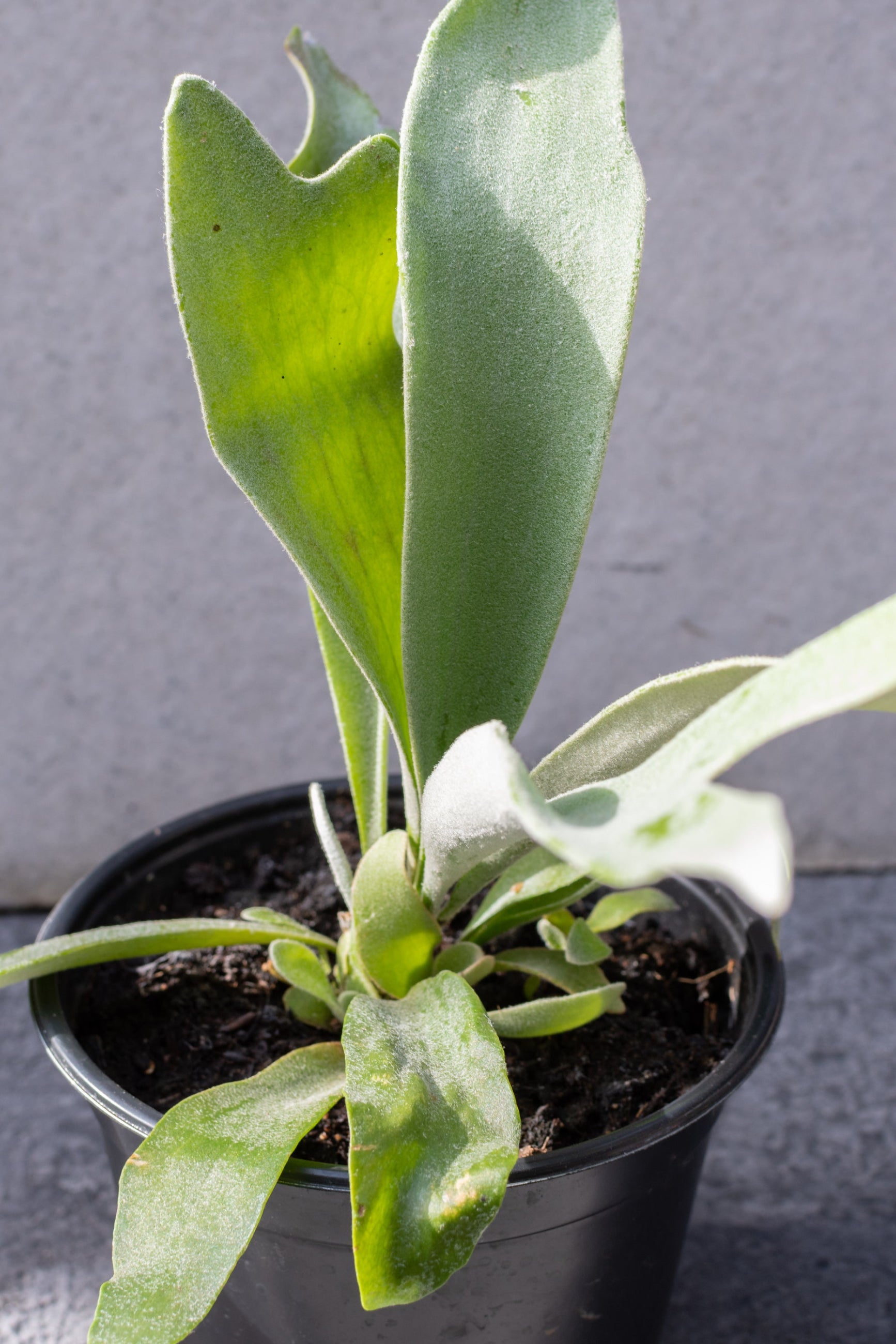 Close up of Platycerium "Staghorn Fern" leaves in front of grey background ©Sprout Home