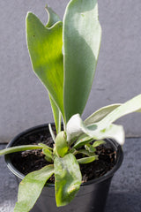 Close up of Platycerium "Staghorn Fern" leaves in front of grey background