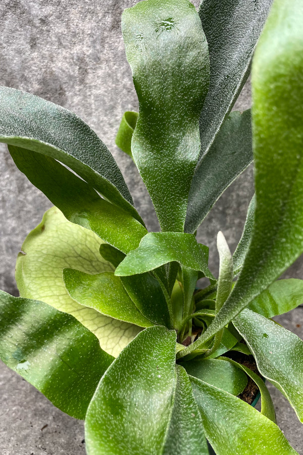 Close up of Platycerium bifurcatum foliage