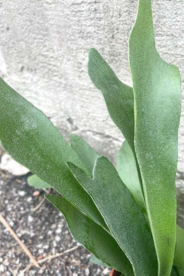 A detailed view of Platycerium "Dutch Staghorn Fern" 6" against concrete backdrop