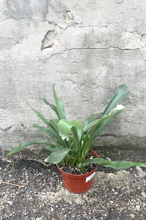 A full view of Platycerium "Dutch Staghorn Fern" 6" in grow pot against concrete backdrop