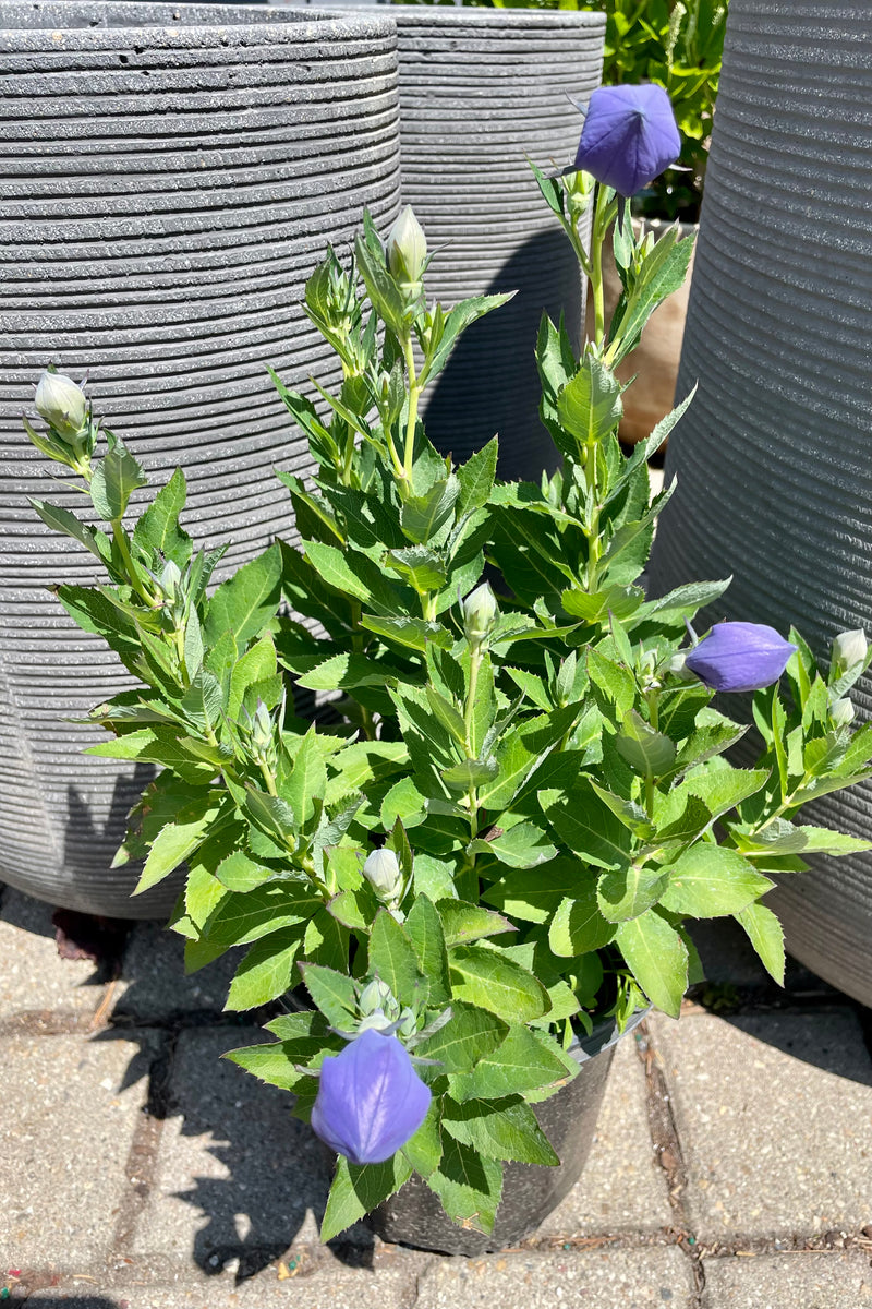 #1 size Platycodon 'Astra Blue' with purple closed balloon shaped flowers about to open with a grey background the end of June at Sprout Home. 