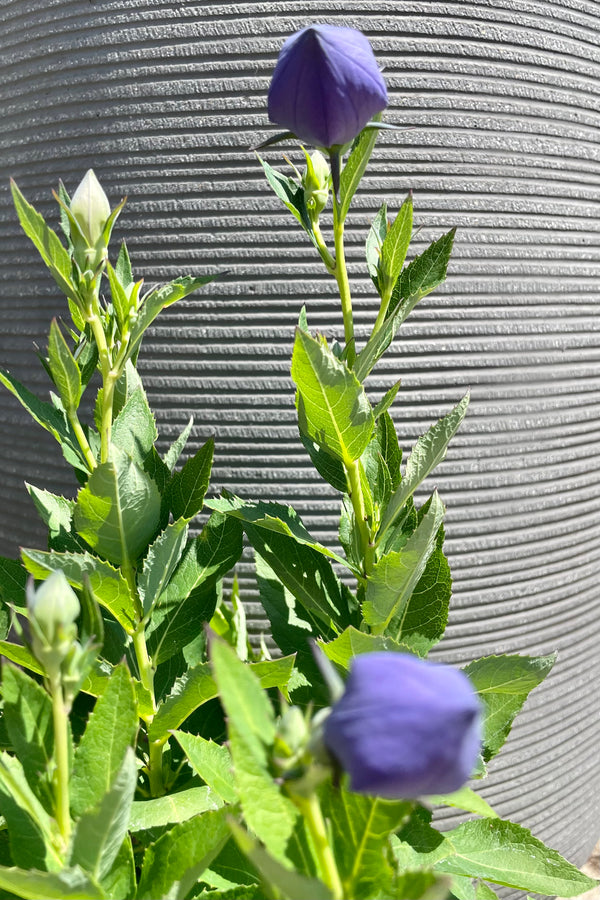 The balloon like closed flowers of Platycodon 'Astra Blue' about to open to a purple show the end of June with a grey background at Sprout Home.