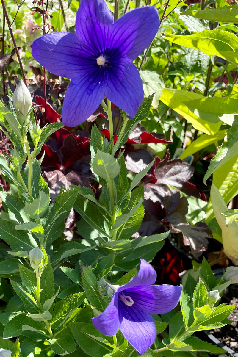 The open deep violet flowers of the Platycodon 'Astra Blue' perennial the end of June at Sprout Home.