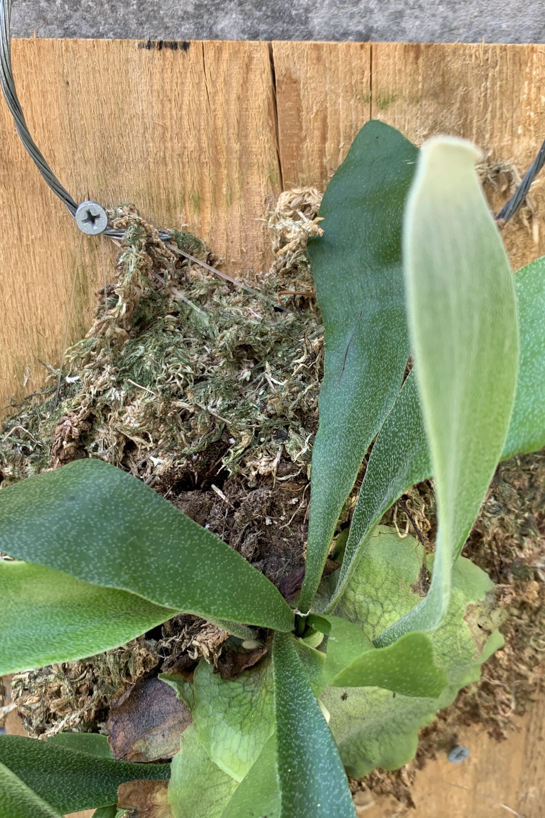 Detail of a Platycerium mounted to a piece of wood. ©Sprout Home