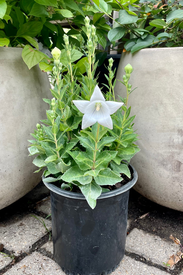 Platycodon 'Pop Star White' in a #1 pot in bud and bloom showing the white flowers and balloon shaped buds mid July.