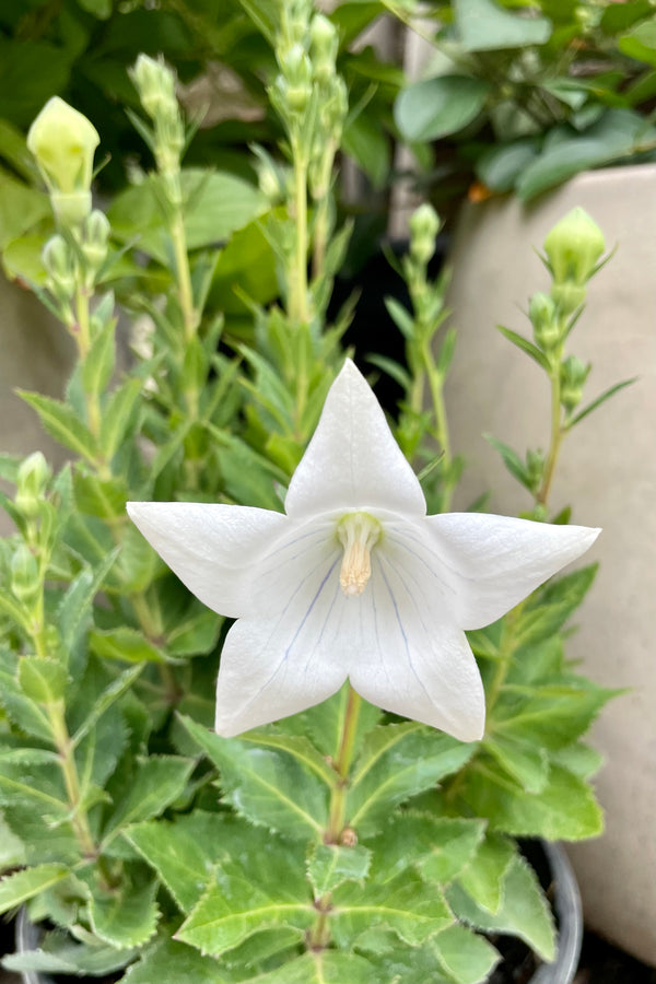 The bright white star shape flower with its bud balloons in the background of the Platycodon 'Pop Star White' mid July at Sprout Home. 