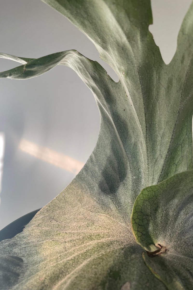 Closeup photo of curved fronds of Platycerium superbum