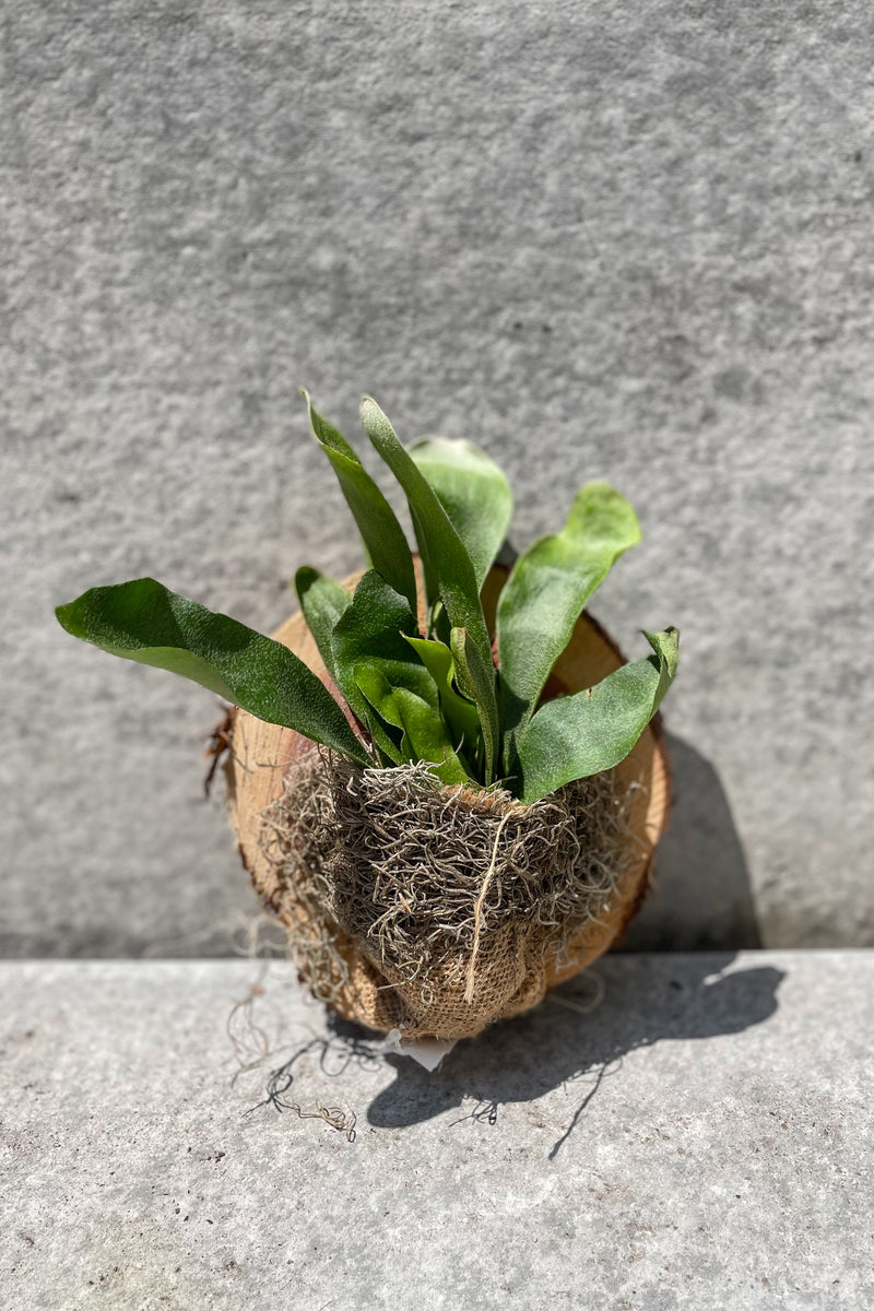 Platycerium "Staghorn Fern" small mounted