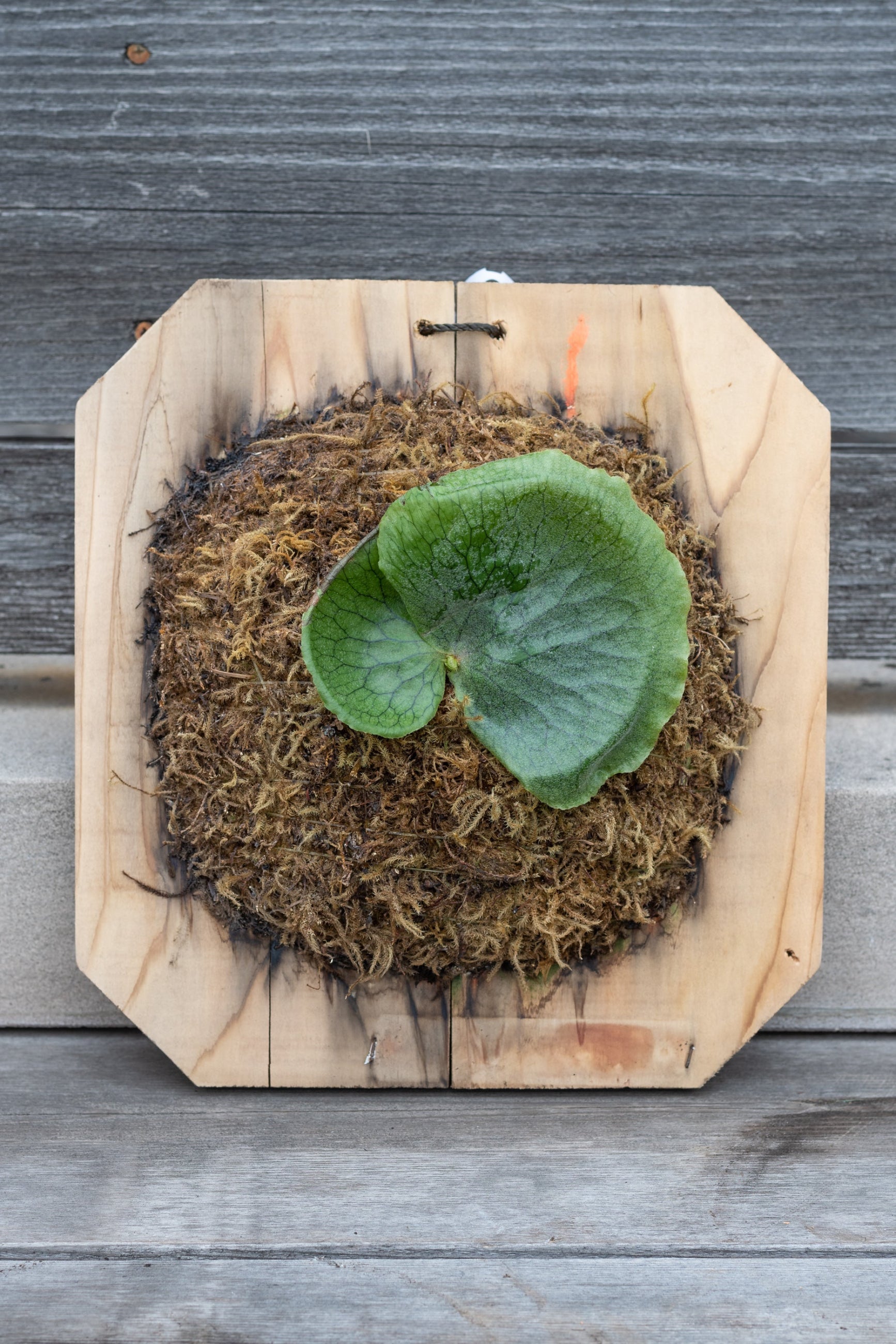 mounted Platycerium superbum ©Sprout Home