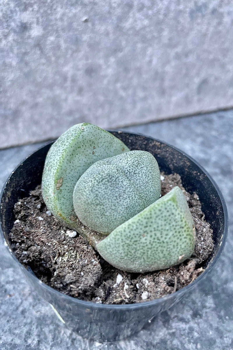 A detailed look at the Pleiospilos nelii.