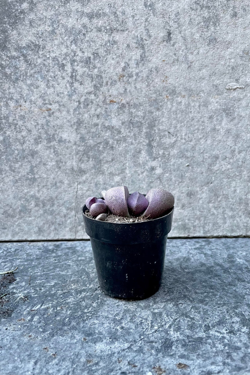 The Pleiospilos nelii 'Royal Flush'  sits against a grey backdrop in a 2.5 inch pot.