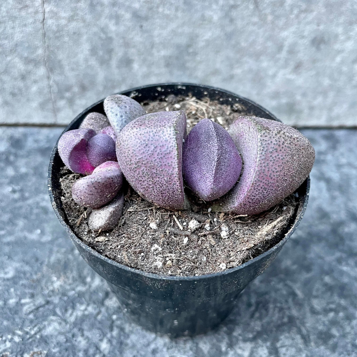 purple flush succulent Pleiospilos nelii 'Royal Flush' 2.5