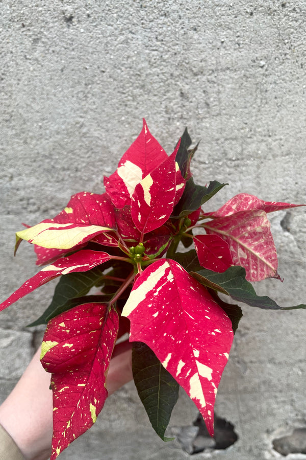 A hand holds one color variation of Poinsettia 2.5" against a concrete backdrop