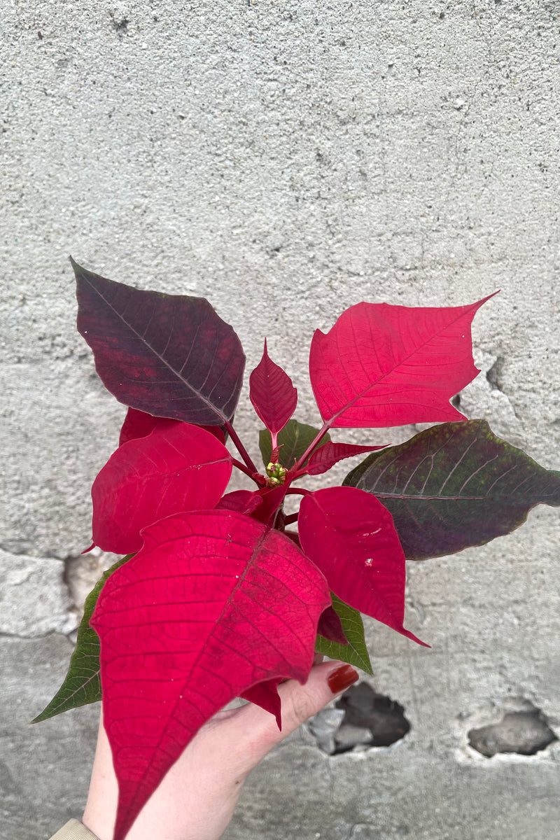 A hand holds one color variation of Poinsettia 2.5" against a concrete backdrop