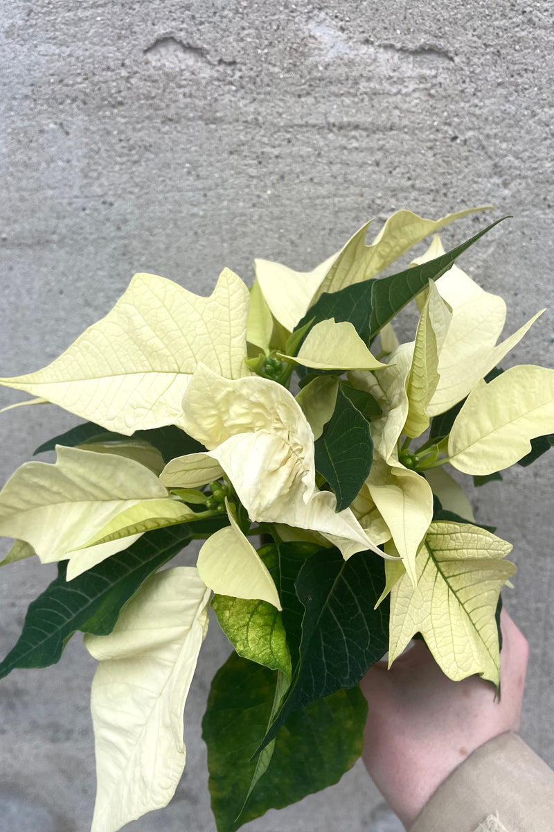 A hand holds one color variation of Poinsettia 2.5" against a concrete backdrop