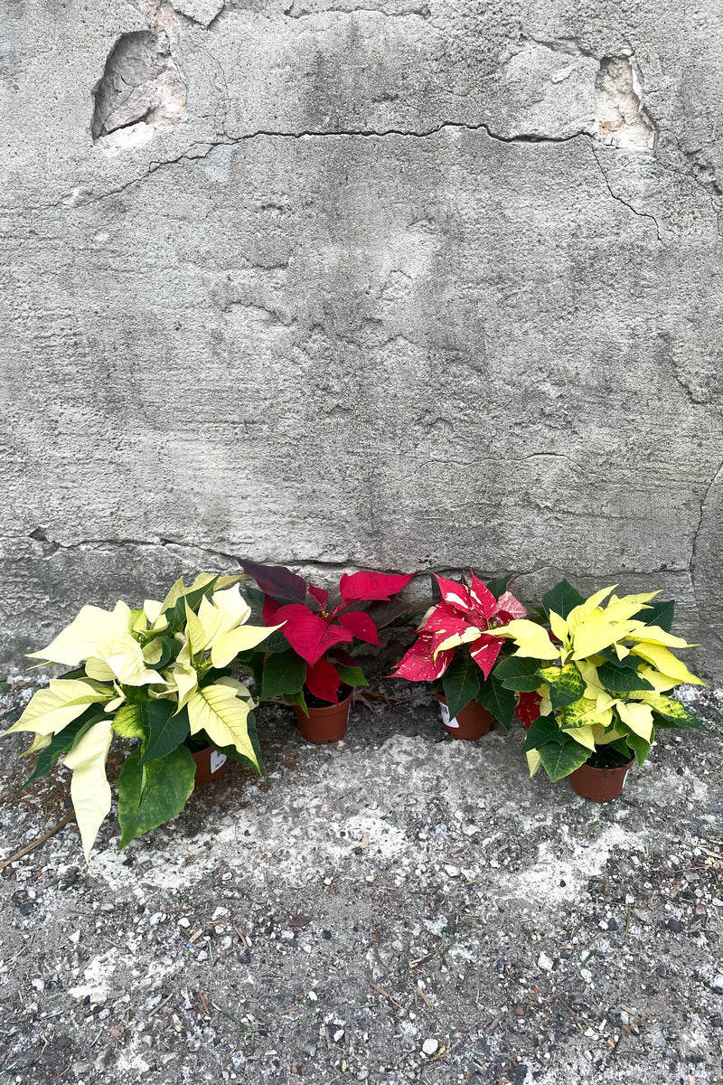 A group shot of the various colored Poinsettia 2.5" options against a concrete backdrop