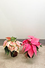 A full view of the color variety of Poinsettia 4"