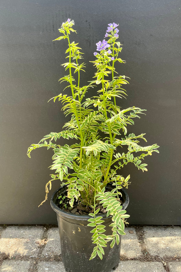 #1 size pot of Polemonium 'Brise D'Anjou' in bloom showing the purple flowers on top of variegated foliage against a black backdrop the end of May beginning of June at Sprout Home. 