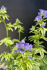 Polemonium 'Brise D'Anjou' in full bloom the end of May / beginning of June showing the purple flowers and variegated leaves against a black backdrop at Sprout Home. 