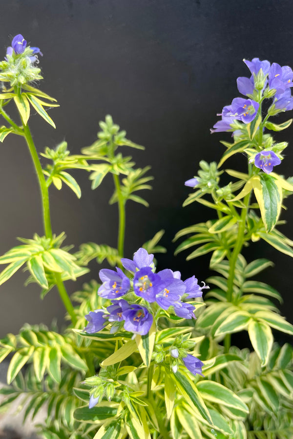 Polemonium 'Brise D'Anjou' in full bloom the end of May / beginning of June showing the purple flowers and variegated leaves against a black backdrop at Sprout Home. 