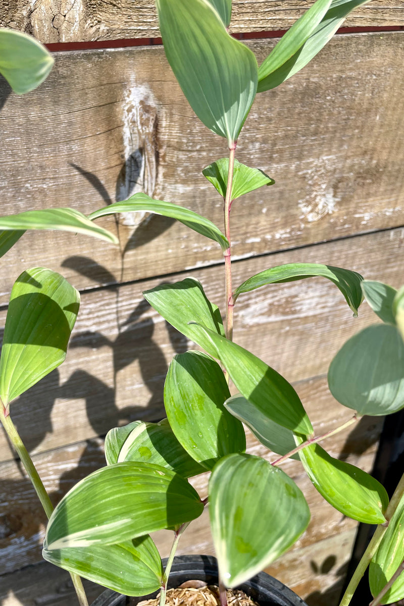 Up close picture of the white and green variegated ovate leaves of the Polygonatum 'Variegatum' mid June against a wood fence at Sprout Home.