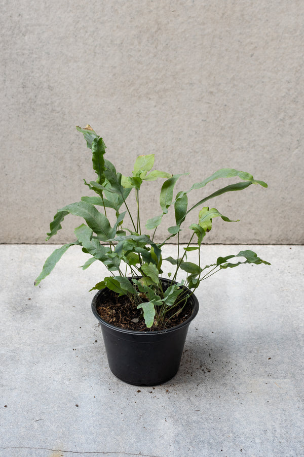 Polypodium aureum "Blue Star Fern" in a 6 inch growers pot. 