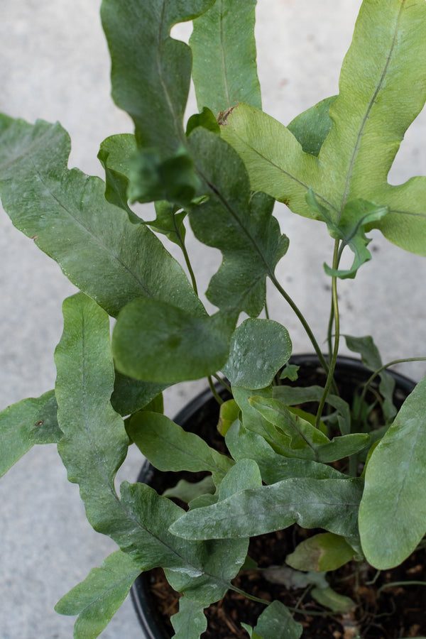 Detail shot of the grey blue leaves of the Polypodium aureum "Blue Star Fern"