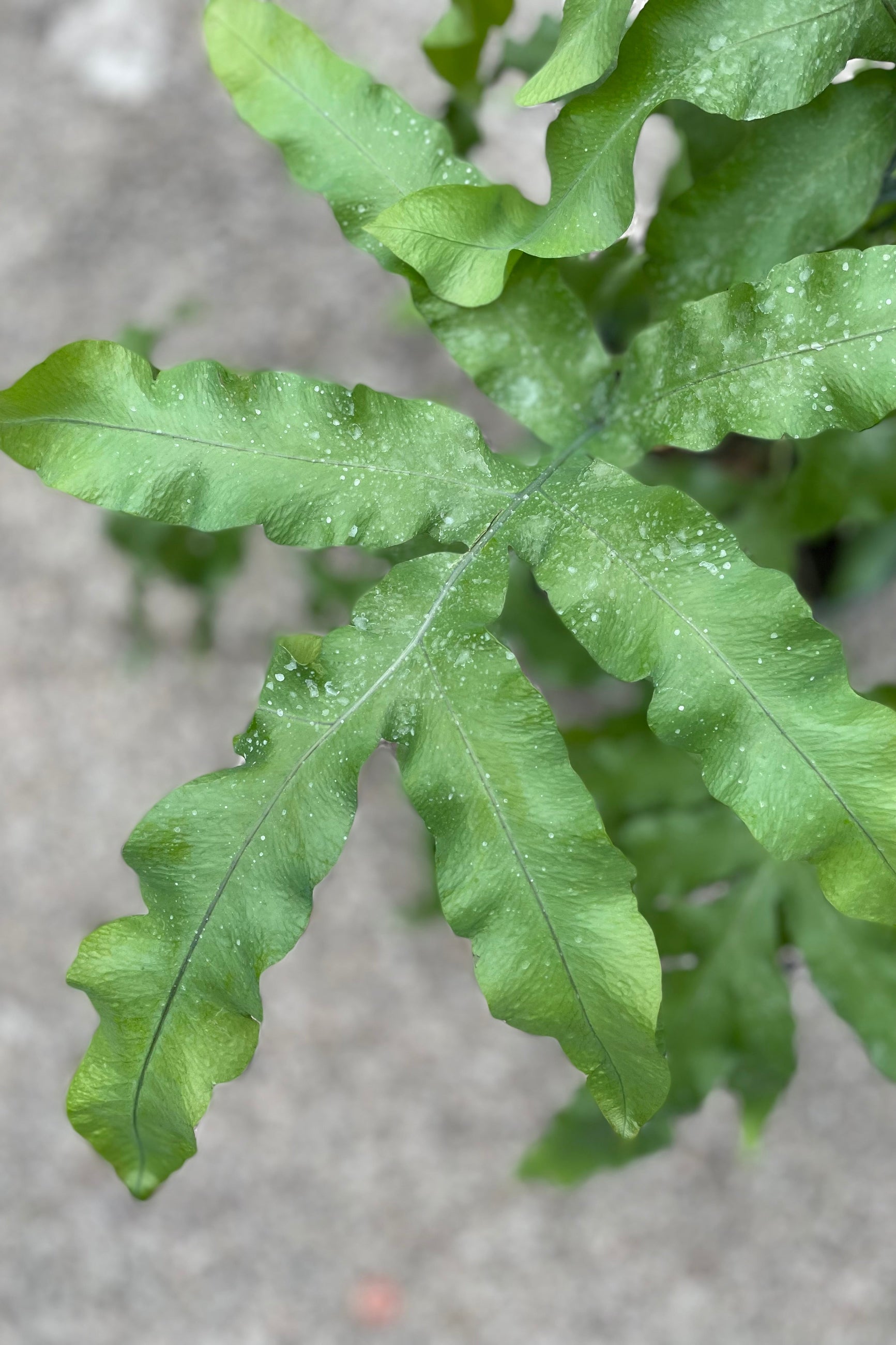Close up of Polypodium aureum "Blue Star Fern" leaf ©Sprout Home