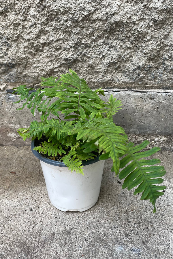 A full view of Polypodium formosanum 'Cristatum' 4" in grow pot against concrete backdrop