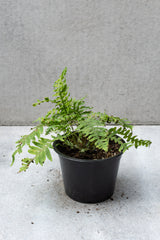 Polypodium formosanum 'Cristatum' fern in a 6 inch growers pot. 