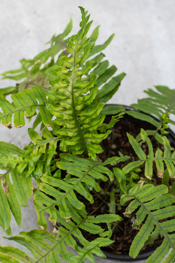 Up close detail shot of the leaves of the ET fern. 