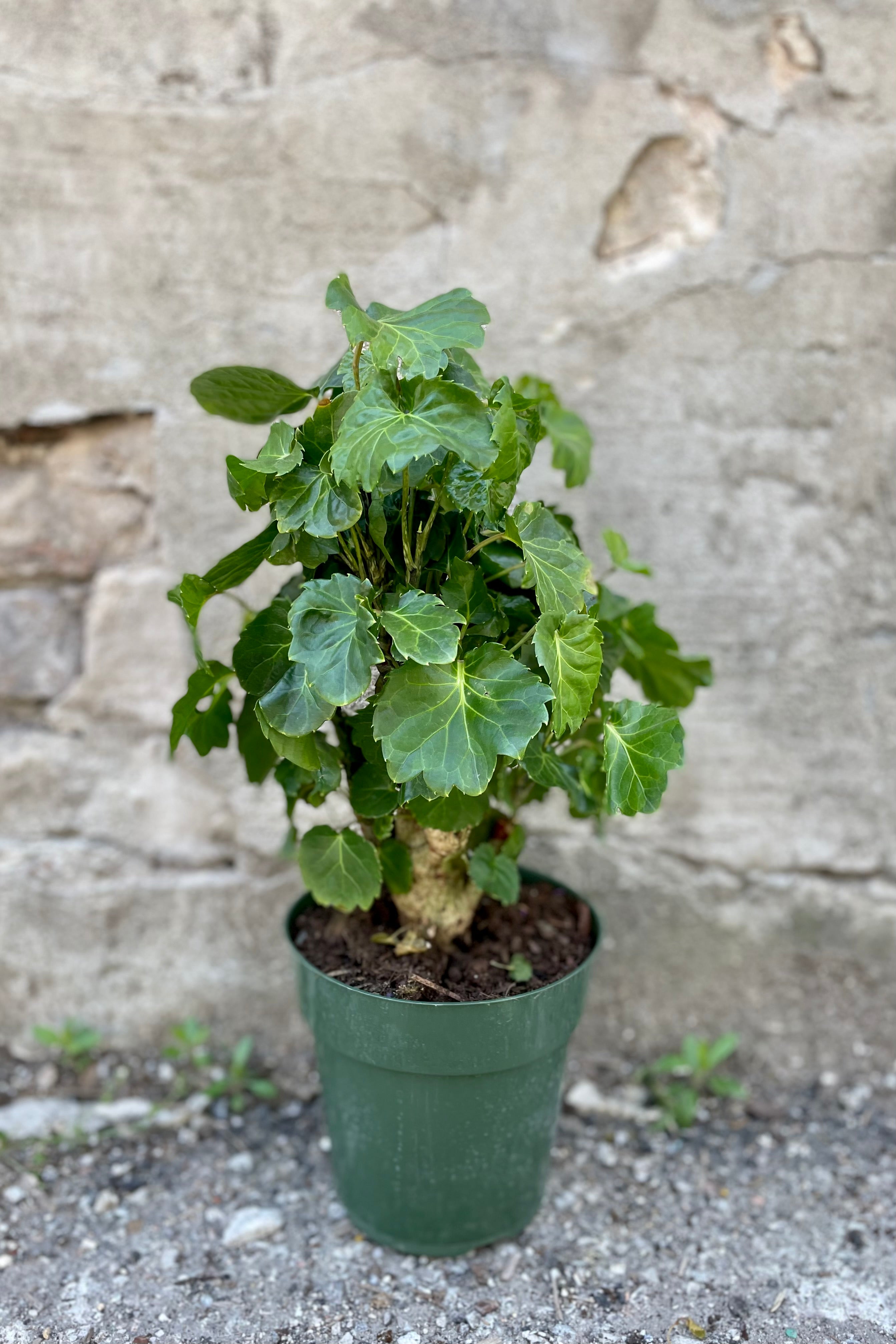 A Polyscias balfouriana 'Lemon Lime' in a 6" growers pot against a grey wall