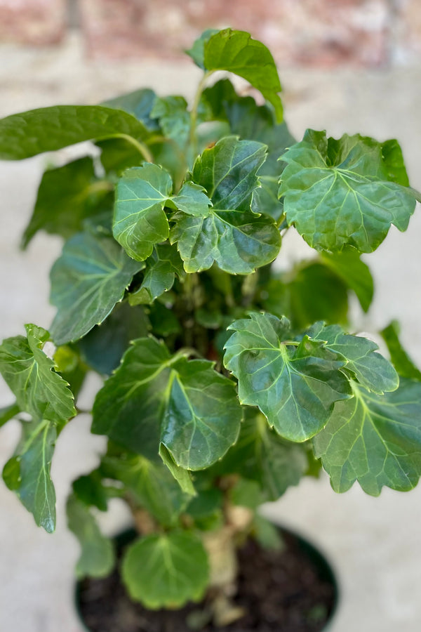 Polyscias balfouriana 'Lemon Lime' detail picture showing the leaves and the top of the stalk.