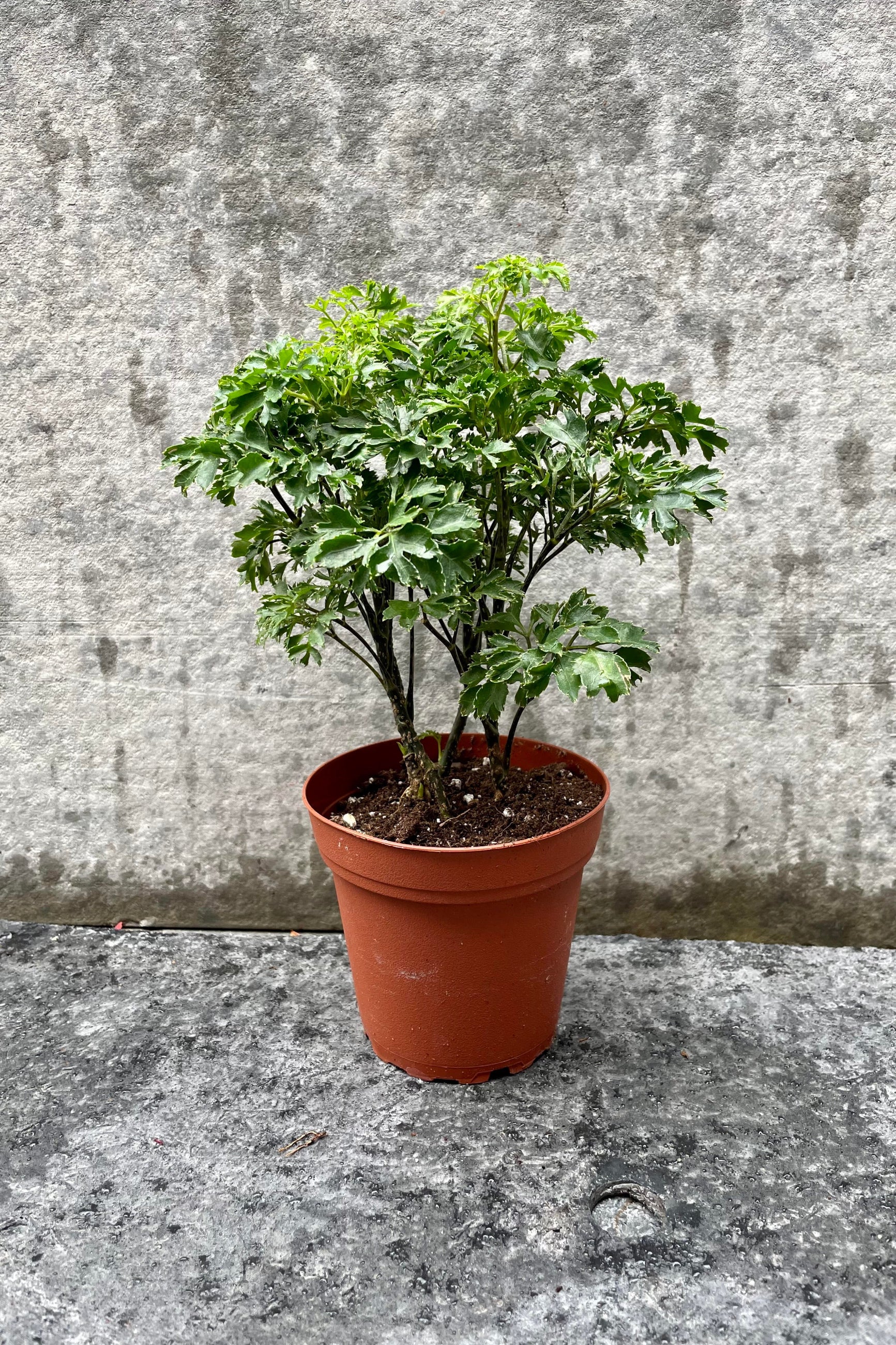 The Polyscias fruticosa "Ming Aralia" sits in its 4 inch growers pot against a grey backdrop. ©Sprout Home