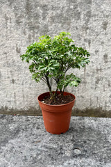 The Polyscias fruticosa "Ming Aralia" sits in its 4 inch growers pot against a grey backdrop.