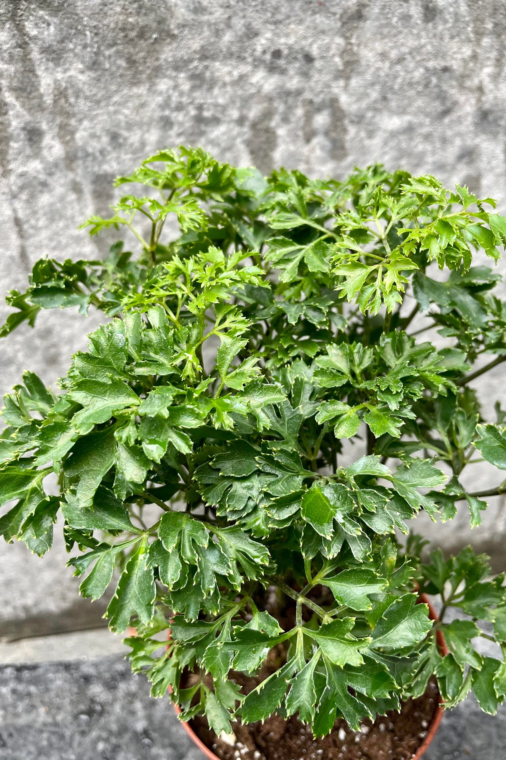 The Polyscias fruticosa "Ming Aralia" boasts delicate, green foliage. ©Sprout Home