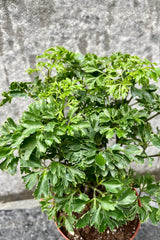 The Polyscias fruticosa "Ming Aralia" boasts delicate, green foliage.