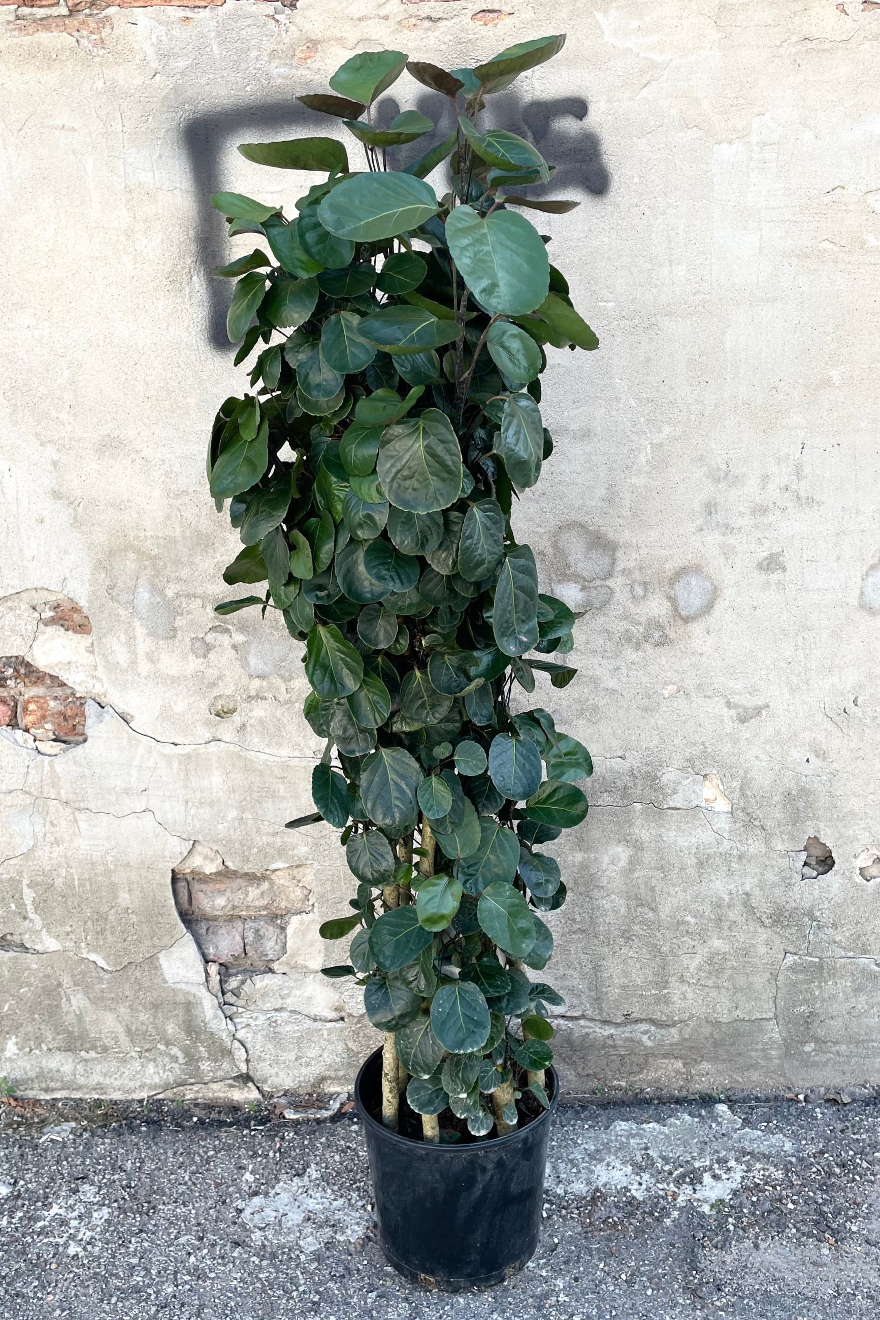A full view of the Polyscias scutellaria 'Fabian' multi cane 10" in a grow pot against a concrete backdrop ©Sprout Home