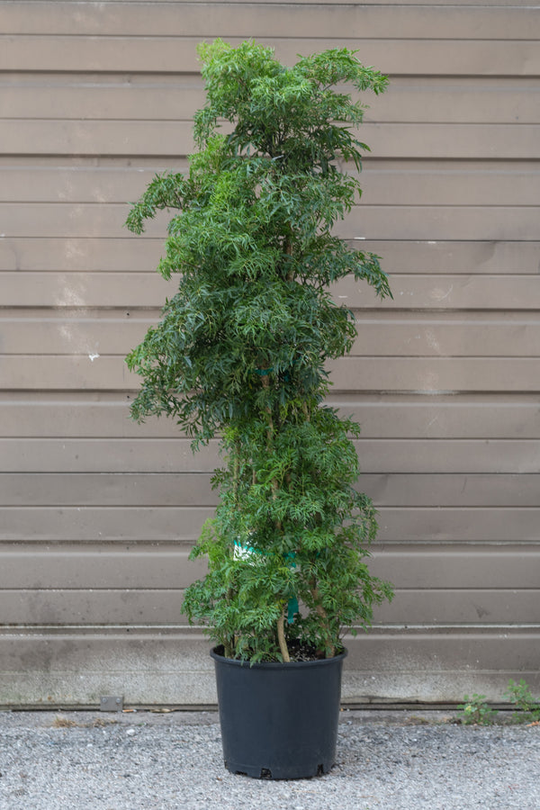 Polyscias fruticosa "Ming Aralia" multi-cane in grow pot in front of brown garage door