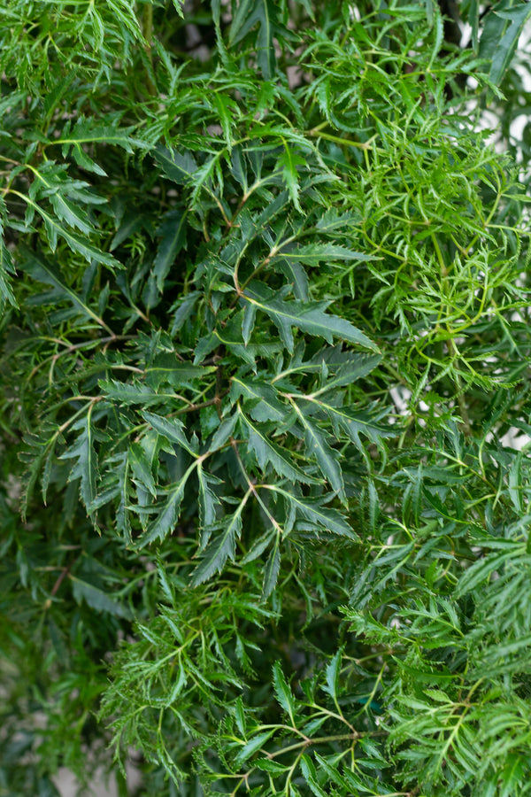 Close up of Polyscias fruticosa "Ming Aralia" foliage